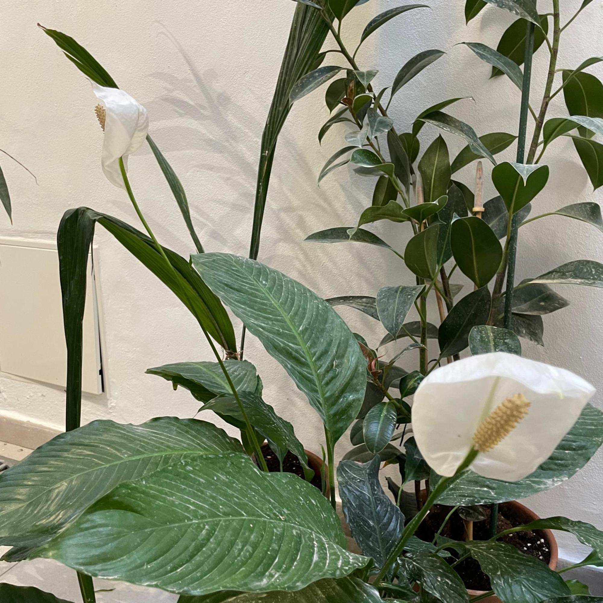 Casa Florinda Tarifa 아파트 외부 사진